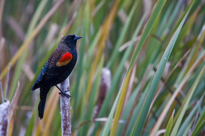 Red-Winged Blackbird